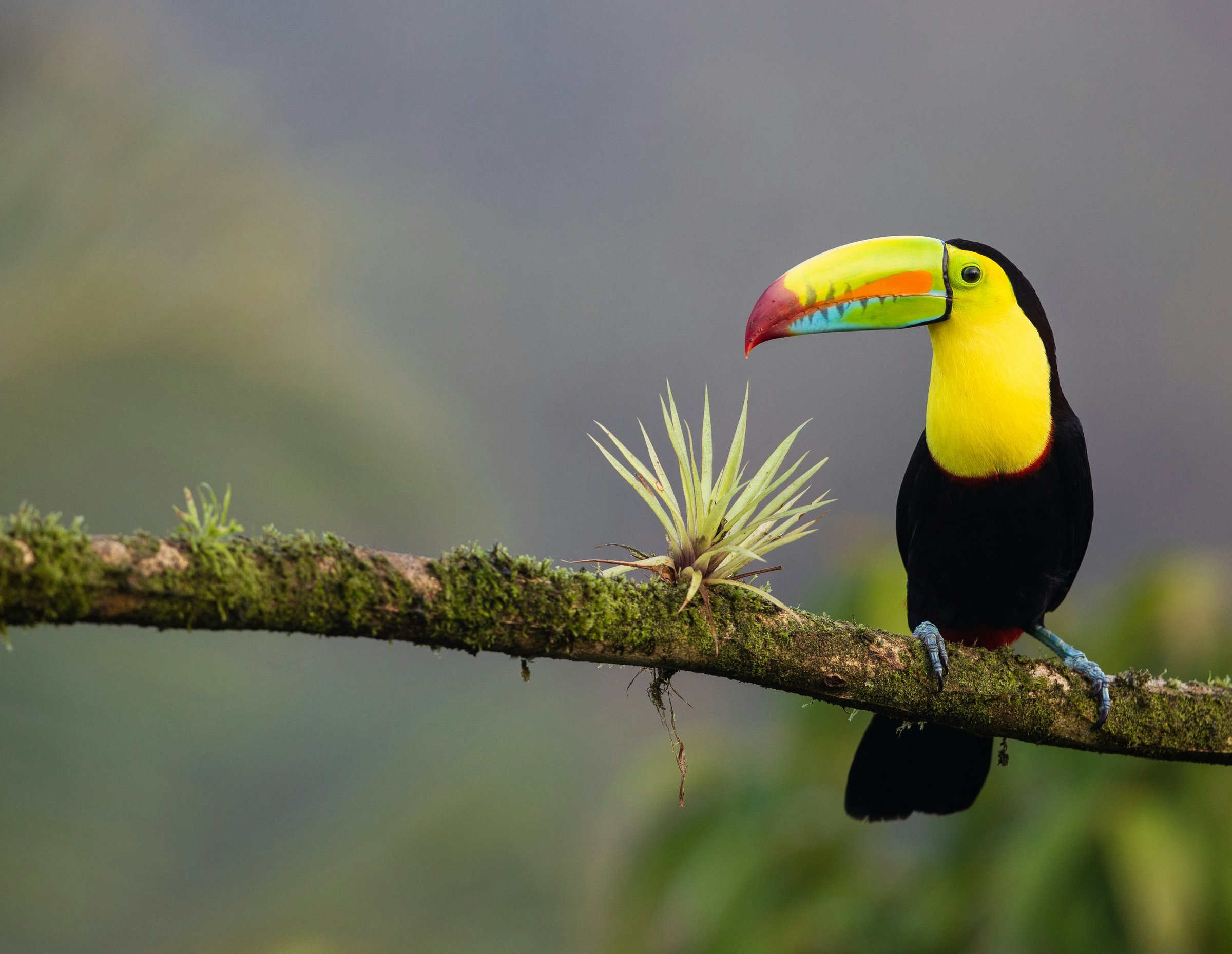 Nicoya Peninsula Blue Zone, Costa Rica